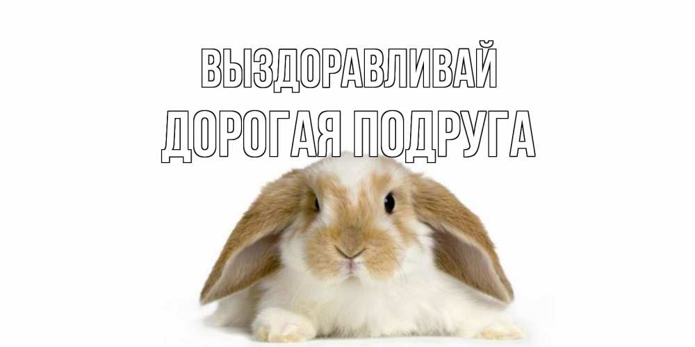 Открытка на каждый день с именем, дорогая-подруга Выздоравливай вислоухий кролик белого и коричневого цвета Прикольная открытка с пожеланием онлайн скачать бесплатно 