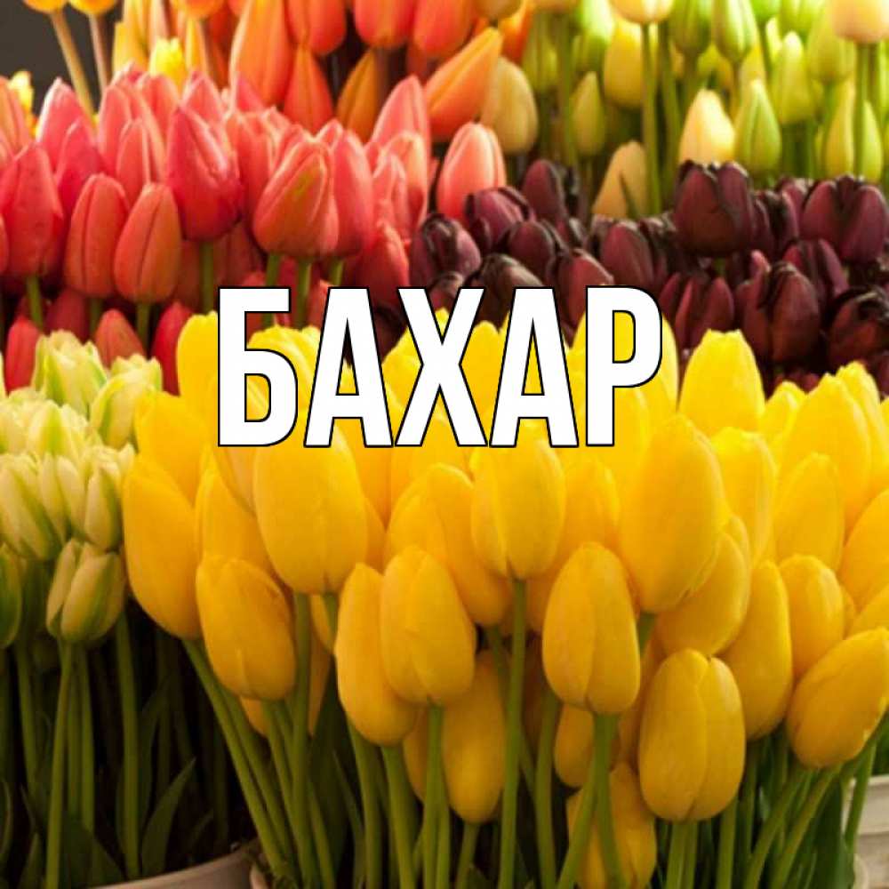 Открытка на каждый день с именем, Бахар Главная цветы Прикольная открытка с пожеланием онлайн скачать бесплатно 