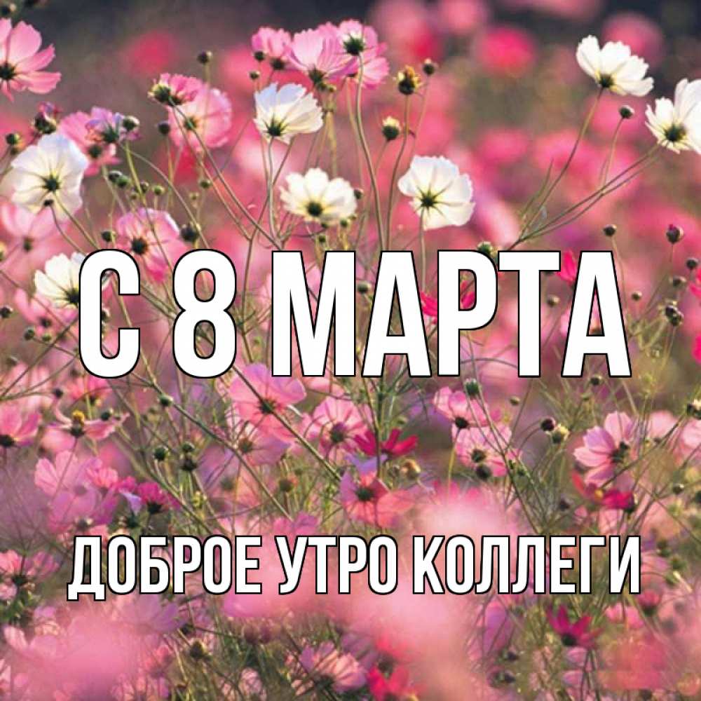 Открытка на каждый день с именем, Доброе-утро-Коллеги С 8 марта красиво 1 Прикольная открытка с пожеланием онлайн скачать бесплатно 