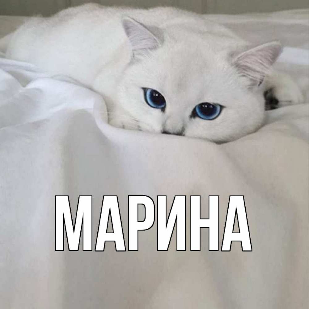 Открытка на каждый день с именем, Марина Главная белый кот с голубыми глазами на белоснежной кровати Прикольная открытка с пожеланием онлайн скачать бесплатно 