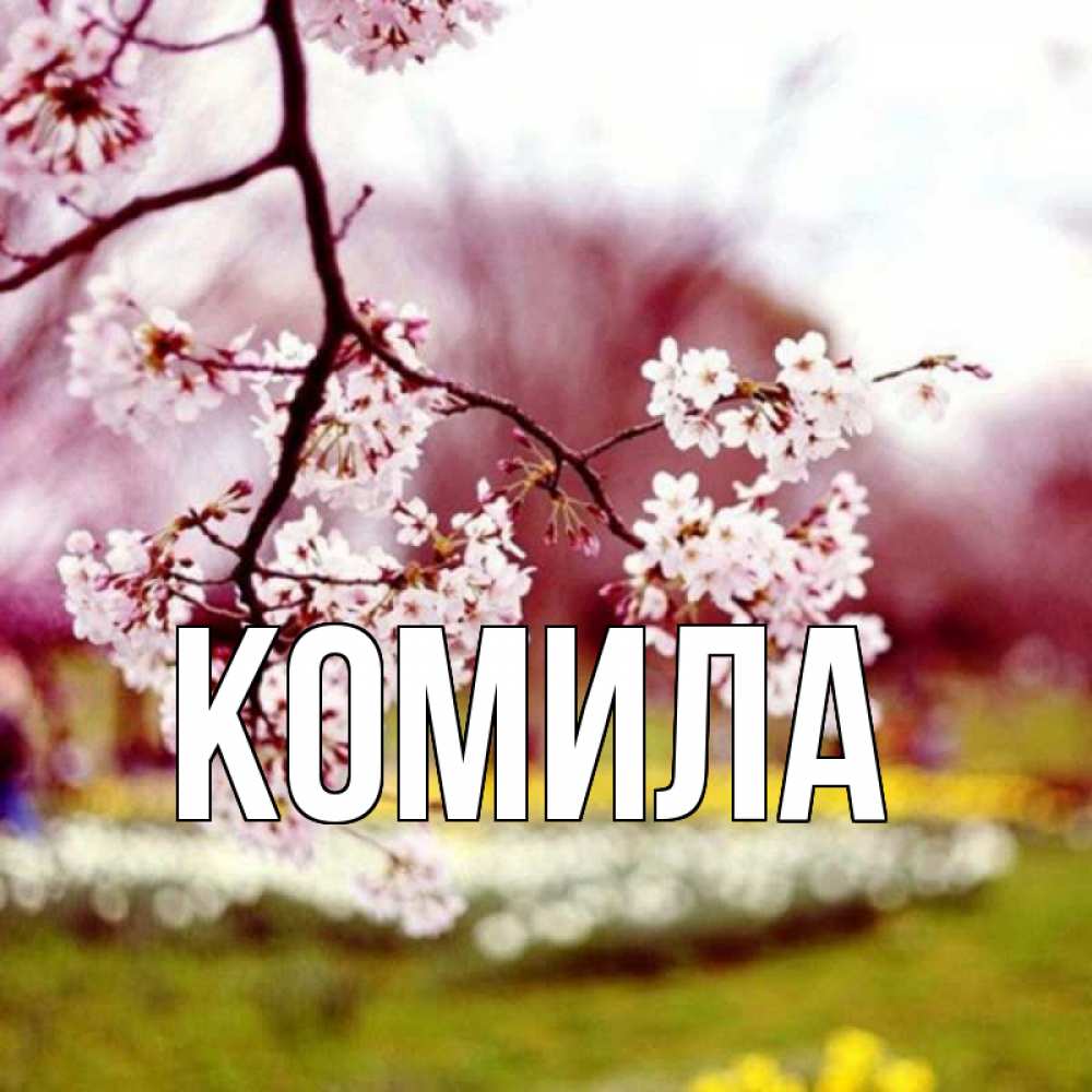 Открытка на каждый день с именем, Комила Главная яблоня Прикольная открытка с пожеланием онлайн скачать бесплатно 