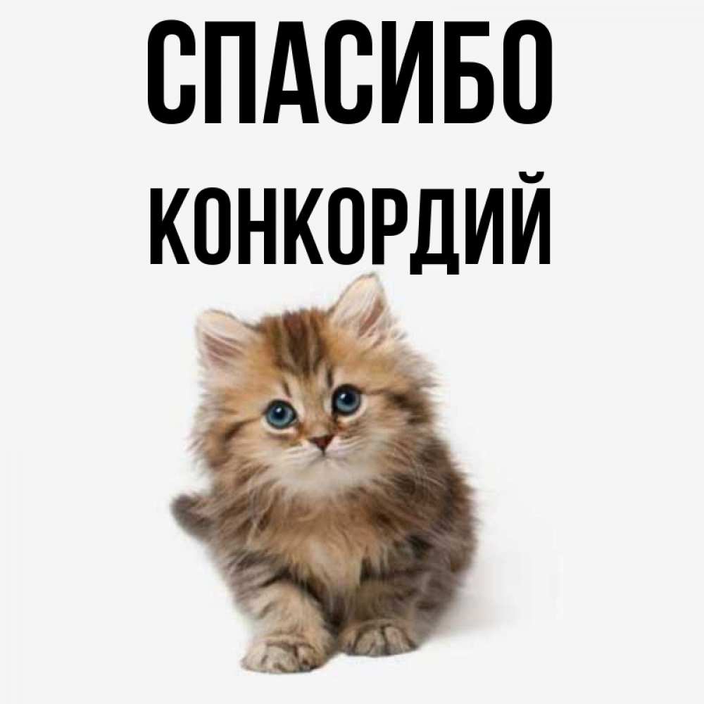 Открытка на каждый день с именем, Конкордий Спасибо пушистый котик Прикольная открытка с пожеланием онлайн скачать бесплатно 