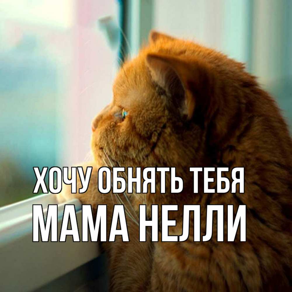 Открытка на каждый день с именем, Мама-Нелли Хочу обнять тебя большой огромный рыжий котяра Прикольная открытка с пожеланием онлайн скачать бесплатно 