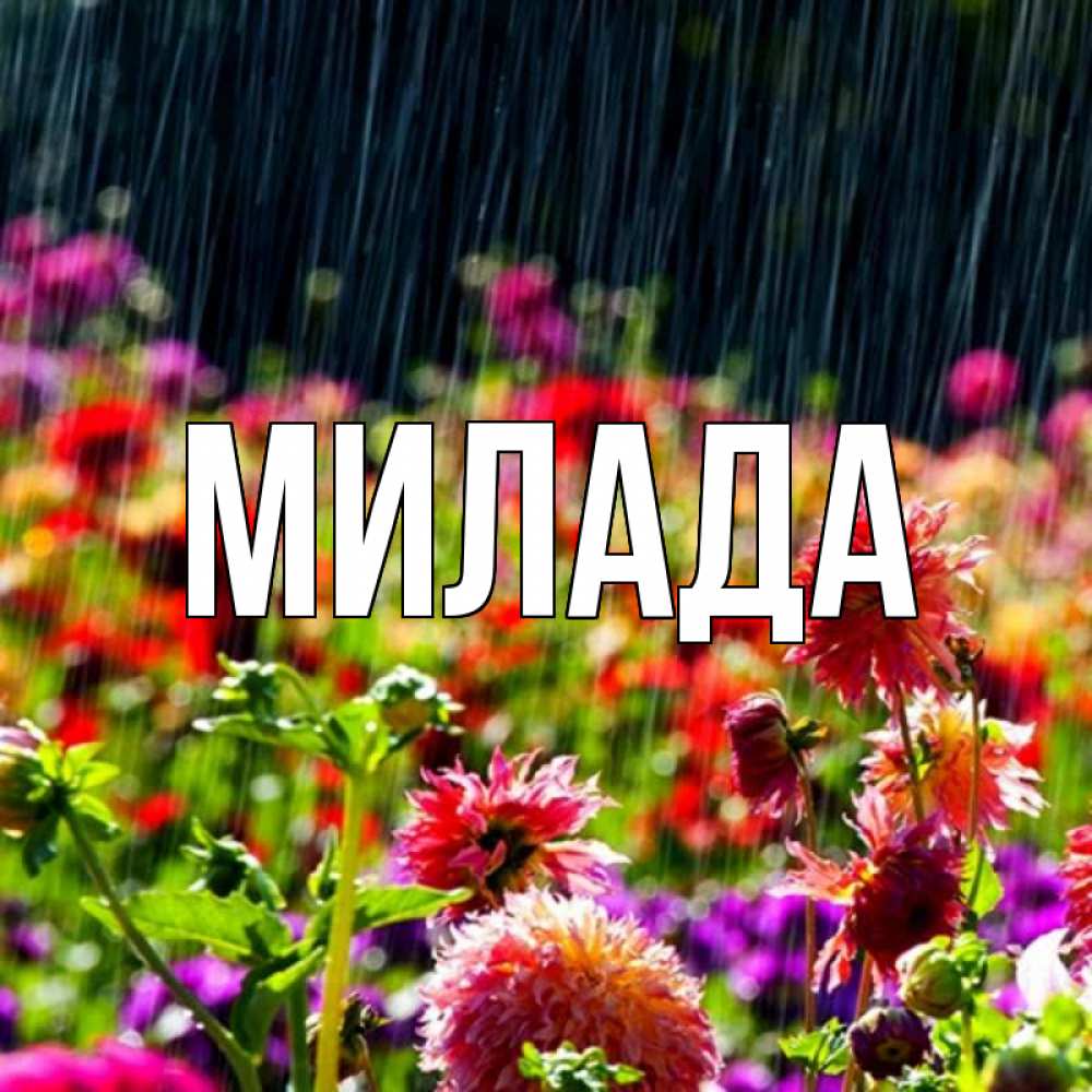 Открытка на каждый день с именем, Милада Главная цветы под дождиком к наурызу Прикольная открытка с пожеланием онлайн скачать бесплатно 