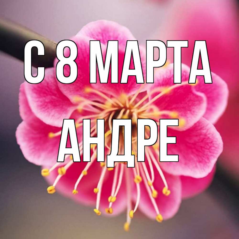 Открытка на каждый день с именем, Андре С 8 МАРТА цветы Прикольная открытка с пожеланием онлайн скачать бесплатно 