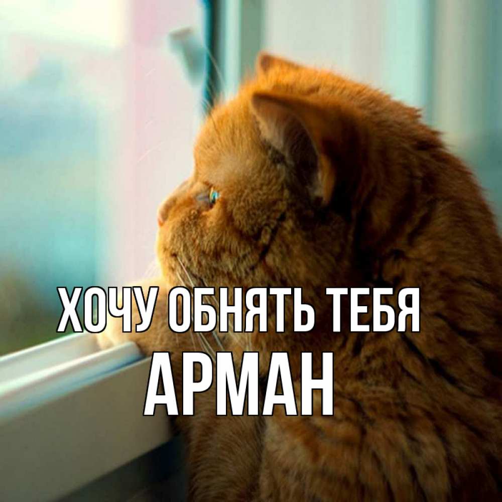 Открытка на каждый день с именем, Арман Хочу обнять тебя большой огромный рыжий котяра Прикольная открытка с пожеланием онлайн скачать бесплатно 