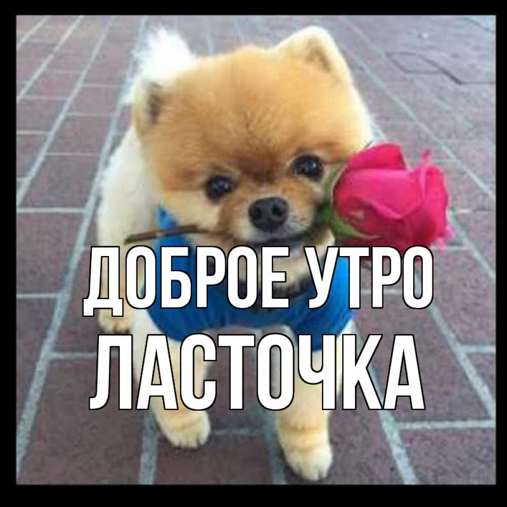 Открытка на каждый день с именем, Ласточка Доброе утро роза в зубах Прикольная открытка с пожеланием онлайн скачать бесплатно 