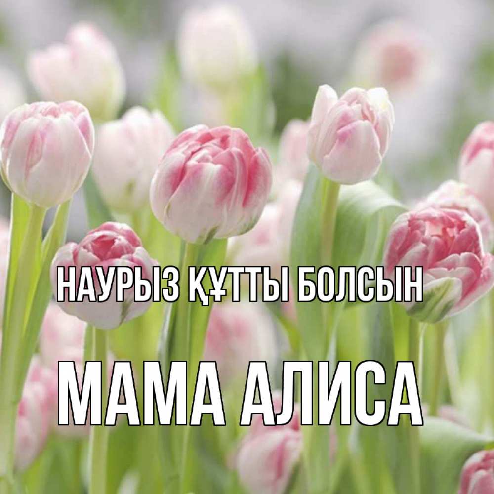 Открытка на каждый день с именем, Мама-Алиса Наурыз құтты болсын цветы Прикольная открытка с пожеланием онлайн скачать бесплатно 