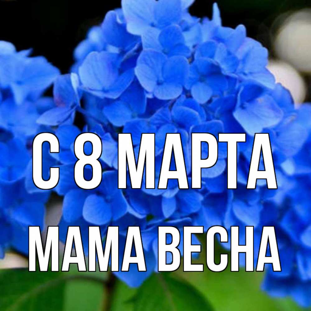 Открытка на каждый день с именем, Мама-Весна С 8 МАРТА синие цветы Прикольная открытка с пожеланием онлайн скачать бесплатно 