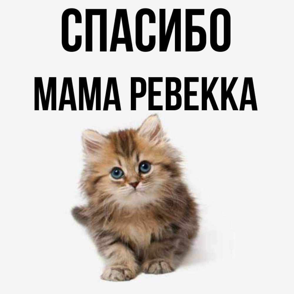 Открытка на каждый день с именем, Мама-Ревекка Спасибо пушистый котик Прикольная открытка с пожеланием онлайн скачать бесплатно 