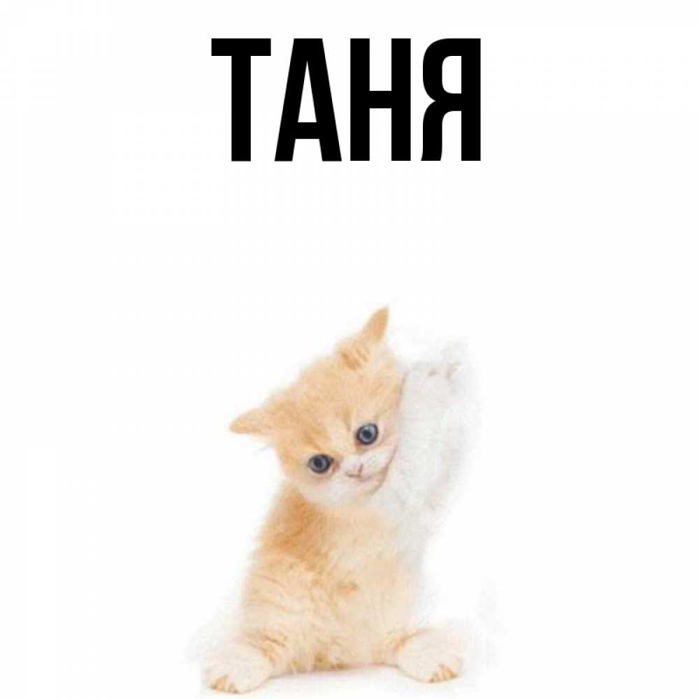Открытка на каждый день с именем, Таня Главная зверушки и милота Прикольная открытка с пожеланием онлайн скачать бесплатно 