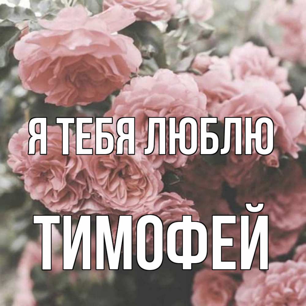 Открытка на каждый день с именем, тимофей Я тебя люблю розы 3 Прикольная открытка с пожеланием онлайн скачать бесплатно 