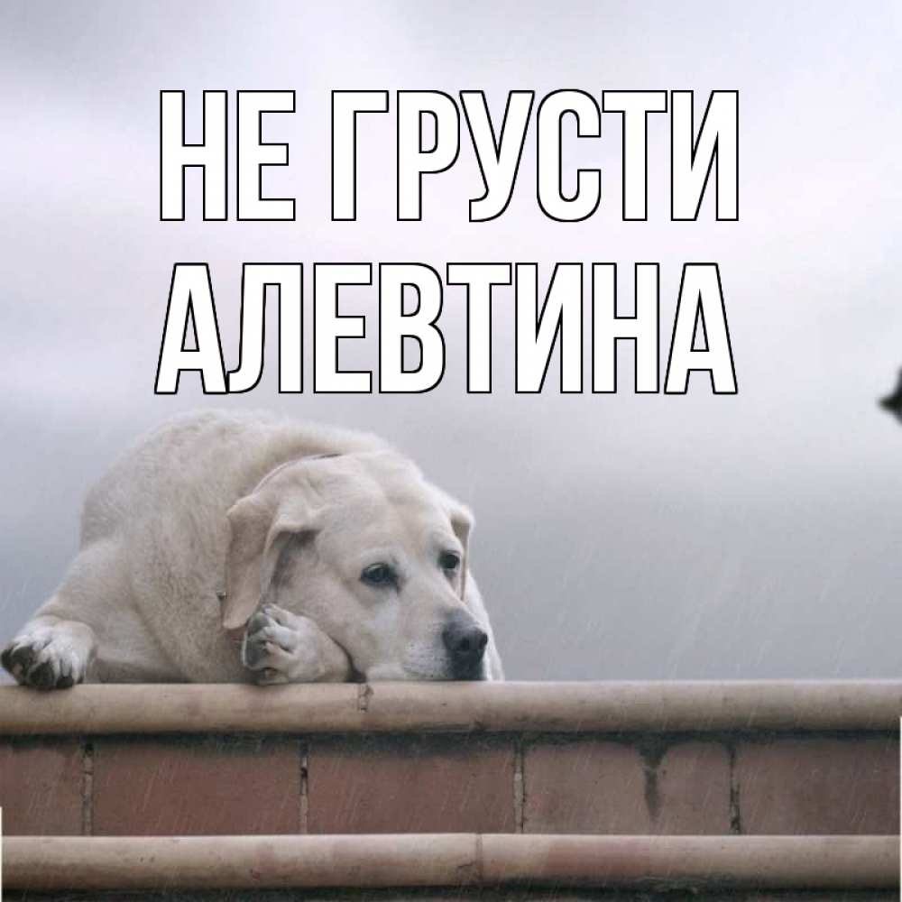 Открытка на каждый день с именем, Алевтина Не грусти белый пес 1 Прикольная открытка с пожеланием онлайн скачать бесплатно 