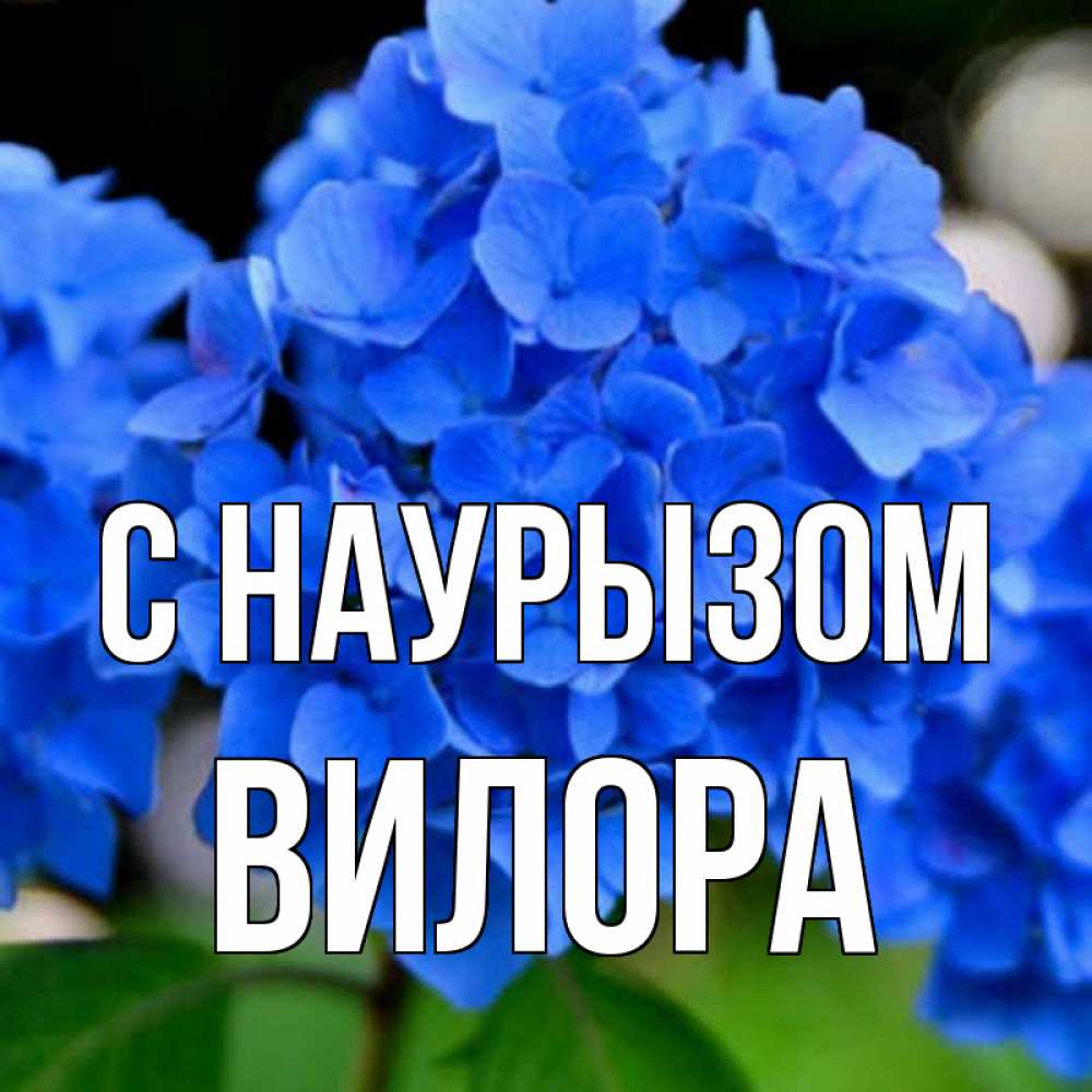 Открытка на каждый день с именем, Вилора С наурызом синие цветы Прикольная открытка с пожеланием онлайн скачать бесплатно 