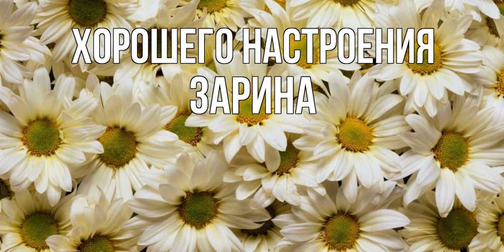 Открытка на каждый день с именем, Зарина Хорошего настроения крупные ромашки Прикольная открытка с пожеланием онлайн скачать бесплатно 