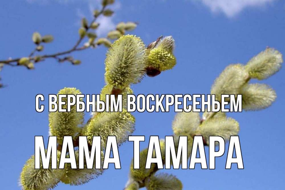 Открытка на каждый день с именем, Мама-Тамара С вербным воскресеньем верба Прикольная открытка с пожеланием онлайн скачать бесплатно 