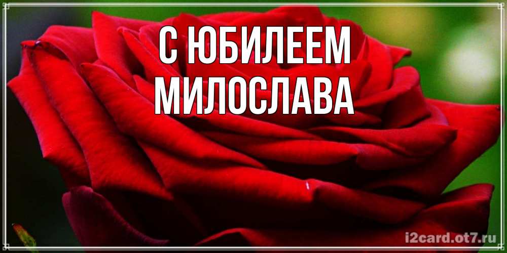Открытка на каждый день с именем, Милослава С юбилеем розочка очень красивая Прикольная открытка с пожеланием онлайн скачать бесплатно 