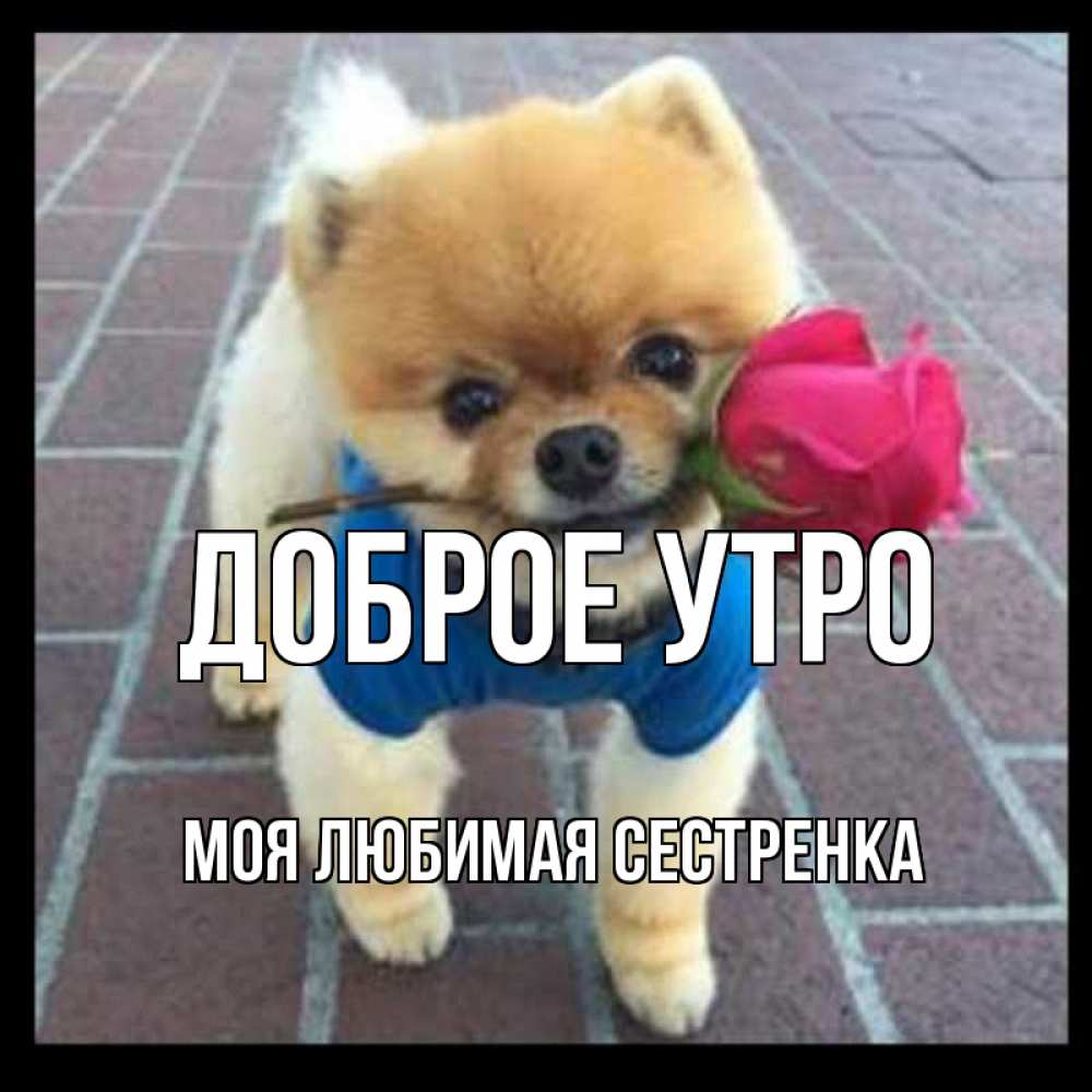 Открытка на каждый день с именем, Моя-любимая-сестренка Доброе утро роза в зубах Прикольная открытка с пожеланием онлайн скачать бесплатно 