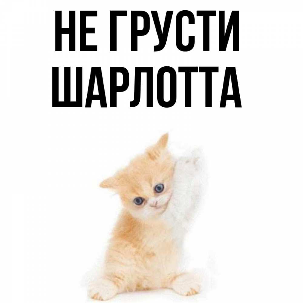 Открытка на каждый день с именем, Шарлотта Не грусти просящий кот Прикольная открытка с пожеланием онлайн скачать бесплатно 