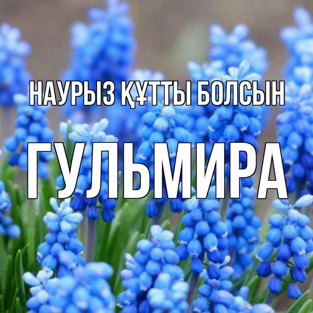 Открытка на каждый день с именем, Гульмира Наурыз құтты болсын Поздравительная открытка для женщин с цветами на праздничную дату Прикольная открытка с пожеланием онлайн скачать бесплатно 
