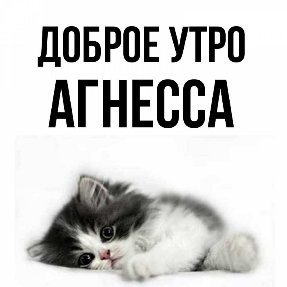 Открытка на каждый день с именем, Агнесса Доброе утро кот лапки Прикольная открытка с пожеланием онлайн скачать бесплатно 