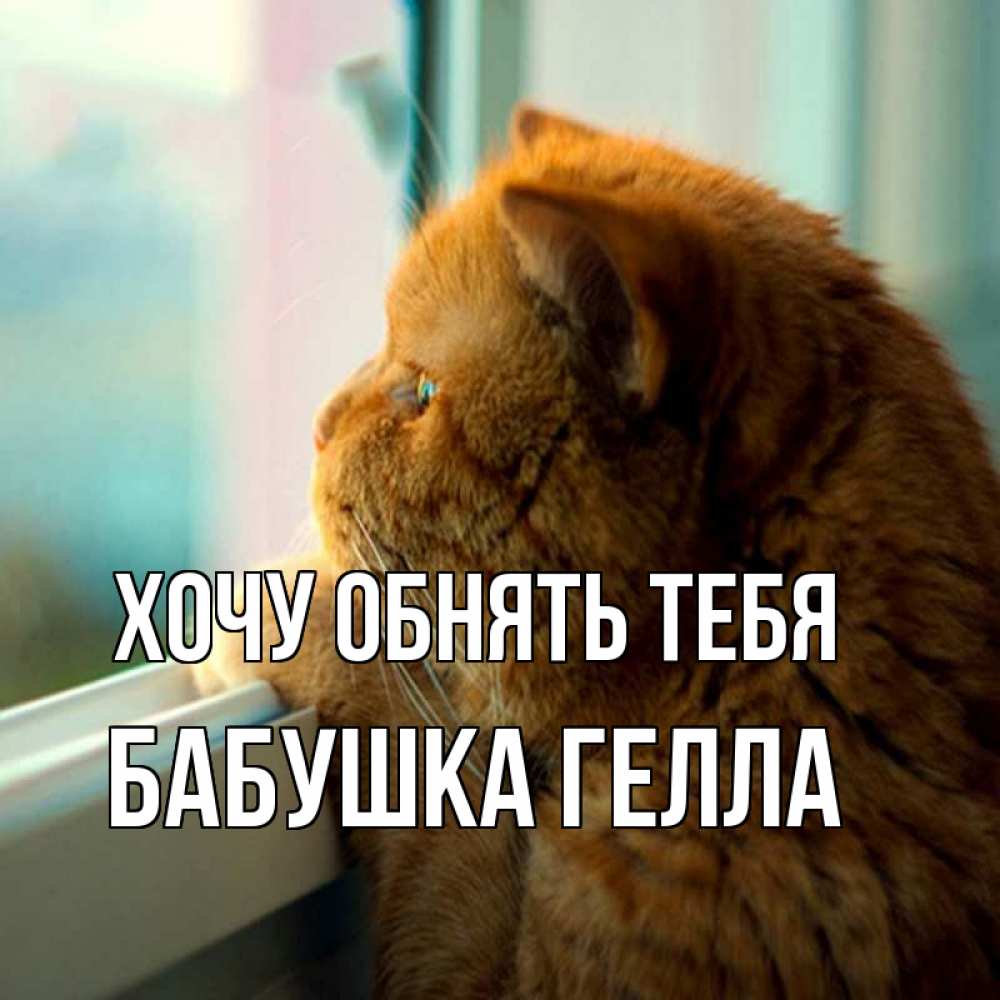 Открытка на каждый день с именем, Бабушка-Гелла Хочу обнять тебя большой огромный рыжий котяра Прикольная открытка с пожеланием онлайн скачать бесплатно 