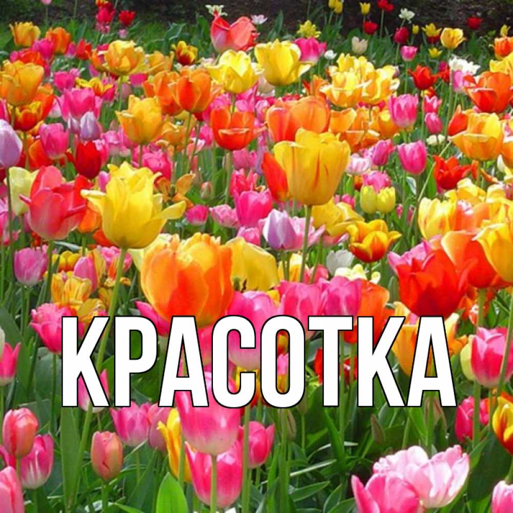 Открытка на каждый день с именем, красотка Главная праздник весны наурыз 4 Прикольная открытка с пожеланием онлайн скачать бесплатно 