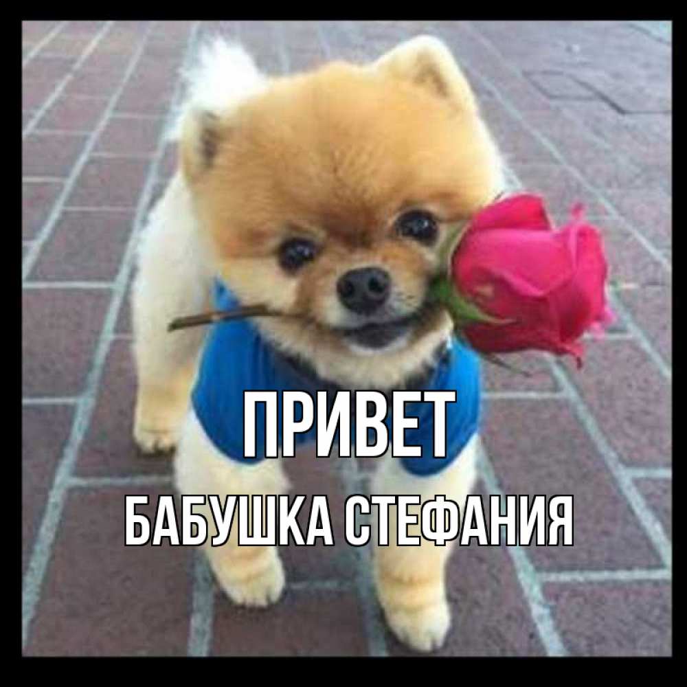 Открытка на каждый день с именем, Бабушка-Стефания Привет роза в зубах у собаки Прикольная открытка с пожеланием онлайн скачать бесплатно 