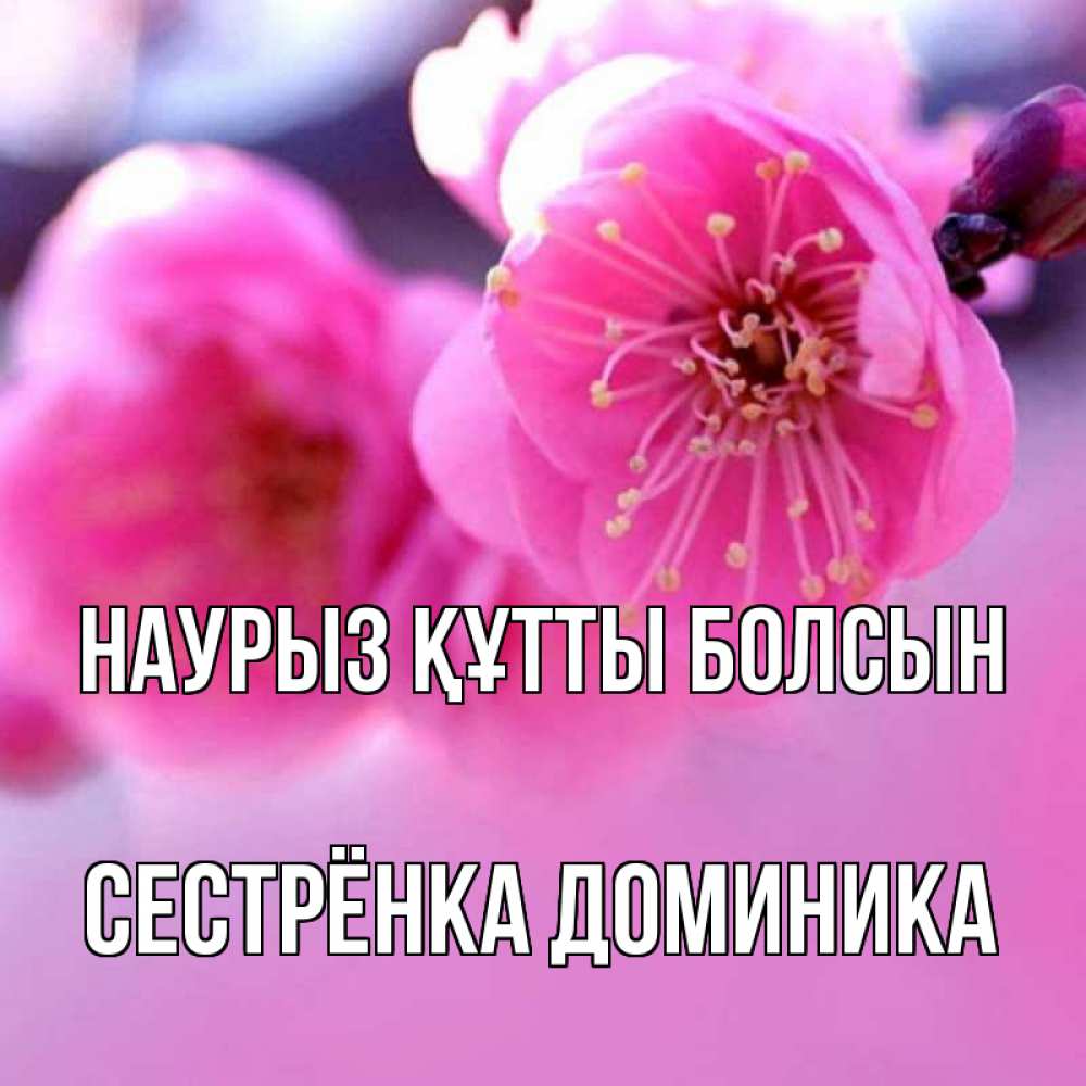 Открытка на каждый день с именем, Сестрёнка-Доминика Наурыз құтты болсын наурыз мейрам Прикольная открытка с пожеланием онлайн скачать бесплатно 