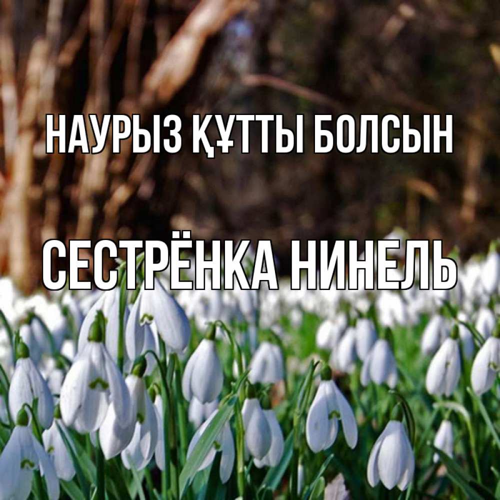Открытка на каждый день с именем, Сестрёнка-Нинель Наурыз құтты болсын с подснежниками 1 Прикольная открытка с пожеланием онлайн скачать бесплатно 