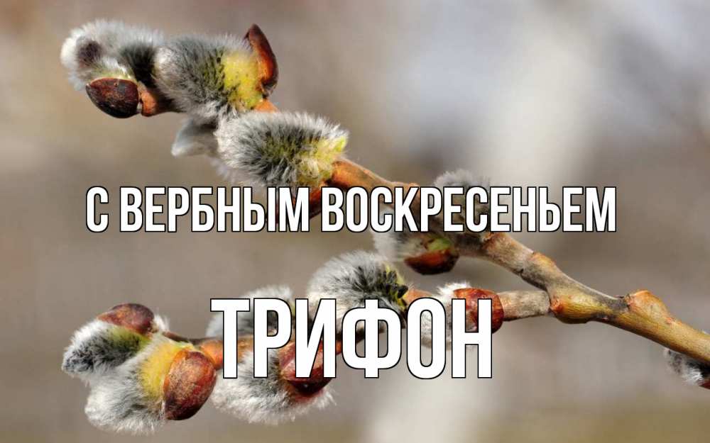 Открытка на каждый день с именем, Трифон С вербным воскресеньем Верба Прикольная открытка с пожеланием онлайн скачать бесплатно 