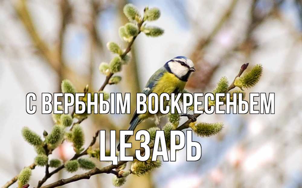 Открытка на каждый день с именем, Цезарь С вербным воскресеньем верба Прикольная открытка с пожеланием онлайн скачать бесплатно 