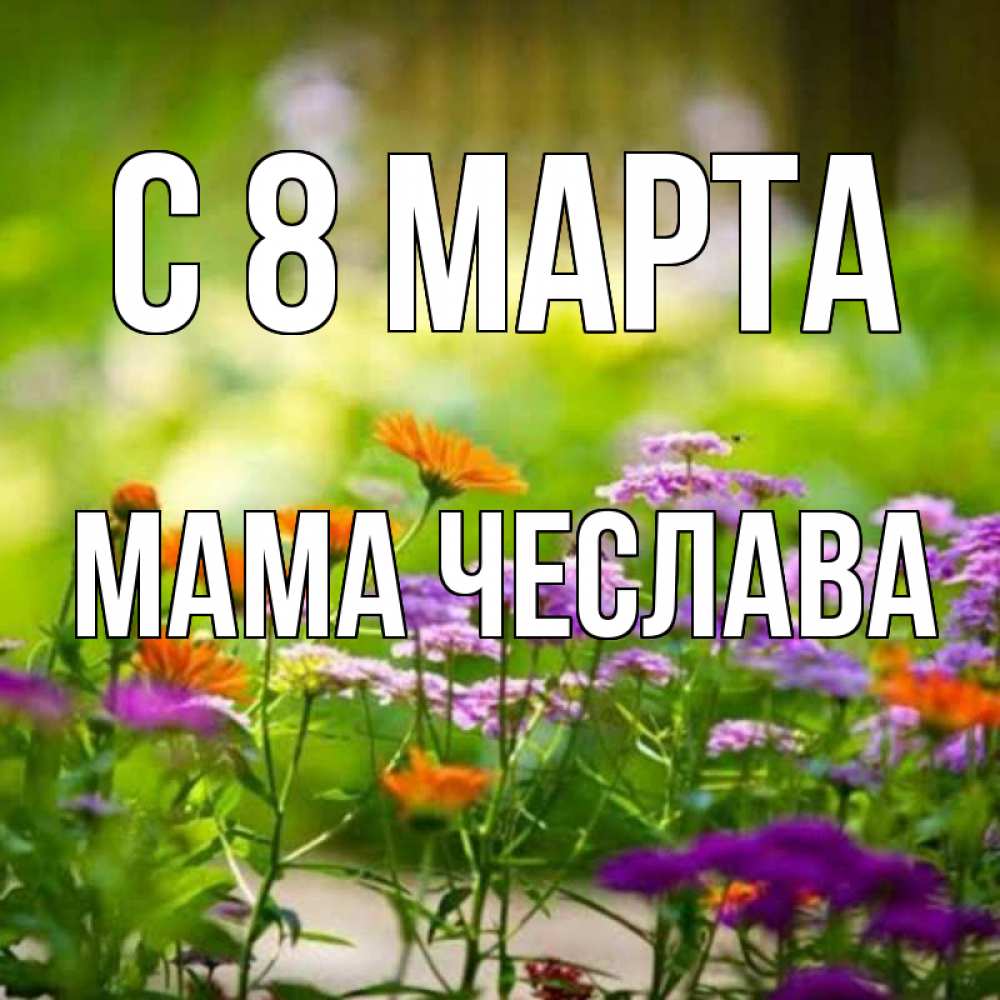 Открытка на каждый день с именем, Мама-Чеслава С 8 МАРТА цветы Прикольная открытка с пожеланием онлайн скачать бесплатно 
