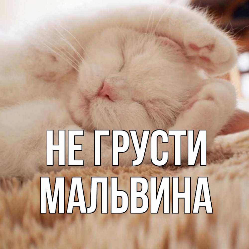 Открытка на каждый день с именем, Мальвина Не грусти белый кот Прикольная открытка с пожеланием онлайн скачать бесплатно 