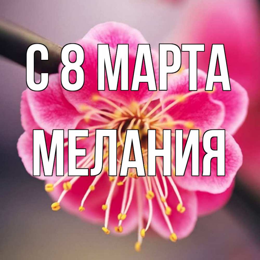 Открытка на каждый день с именем, Мелания С 8 МАРТА цветы Прикольная открытка с пожеланием онлайн скачать бесплатно 