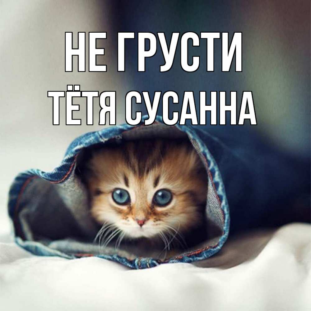 Открытка на каждый день с именем, Тётя-Сусанна Не грусти кот в одежде Прикольная открытка с пожеланием онлайн скачать бесплатно 