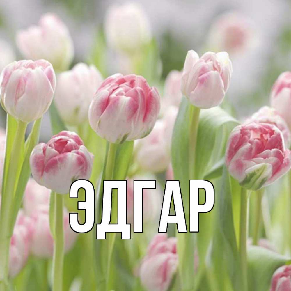 Открытка на каждый день с именем, Эдгар Главная цветы Прикольная открытка с пожеланием онлайн скачать бесплатно 