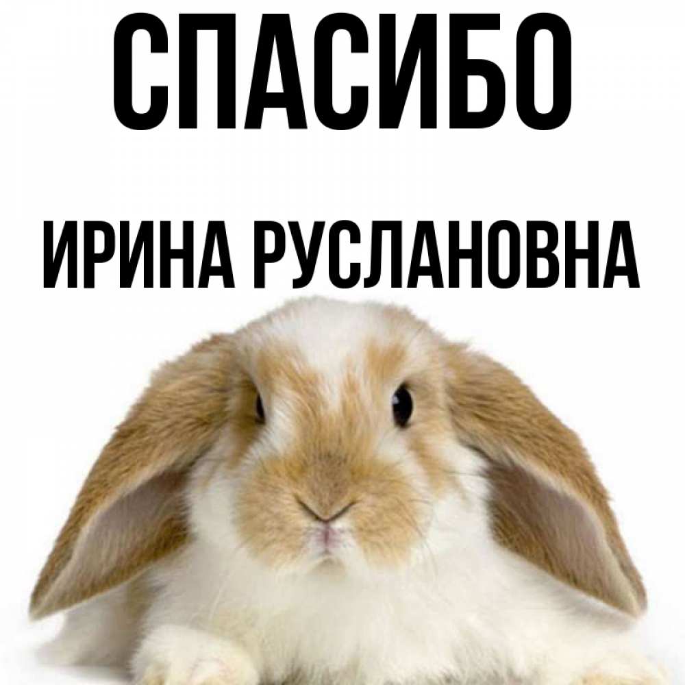 Спасибо Заяц