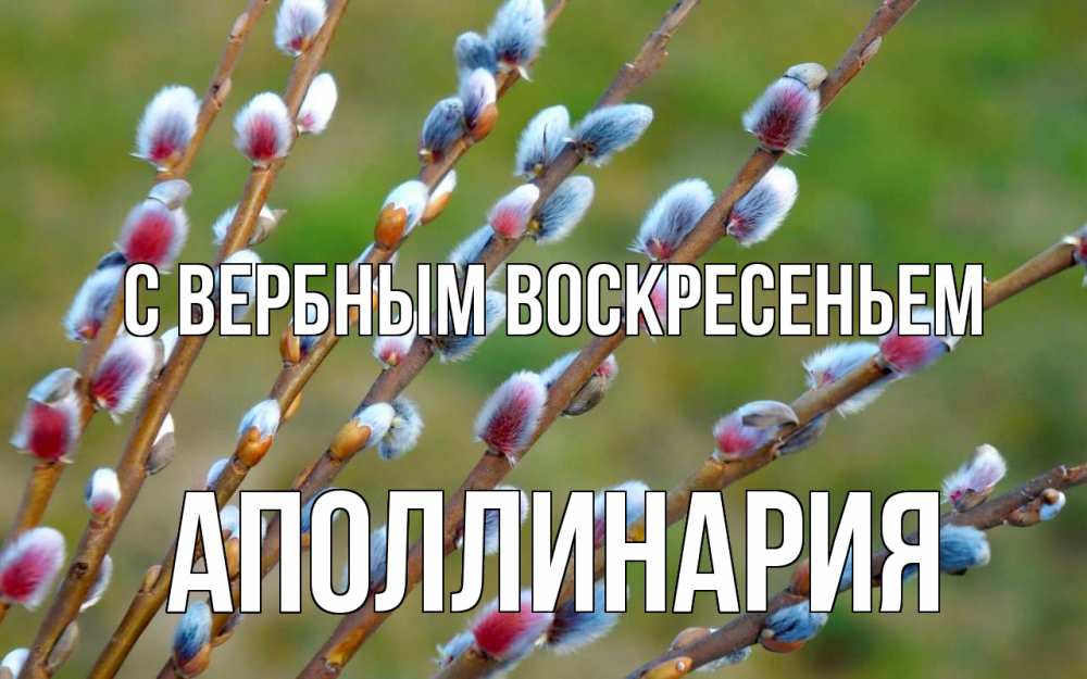 Открытка на каждый день с именем, Аполлинария С вербным воскресеньем верба Прикольная открытка с пожеланием онлайн скачать бесплатно 