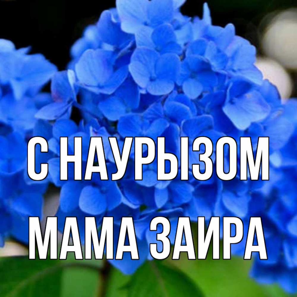 Открытка на каждый день с именем, Мама-Заира С наурызом синие цветы Прикольная открытка с пожеланием онлайн скачать бесплатно 