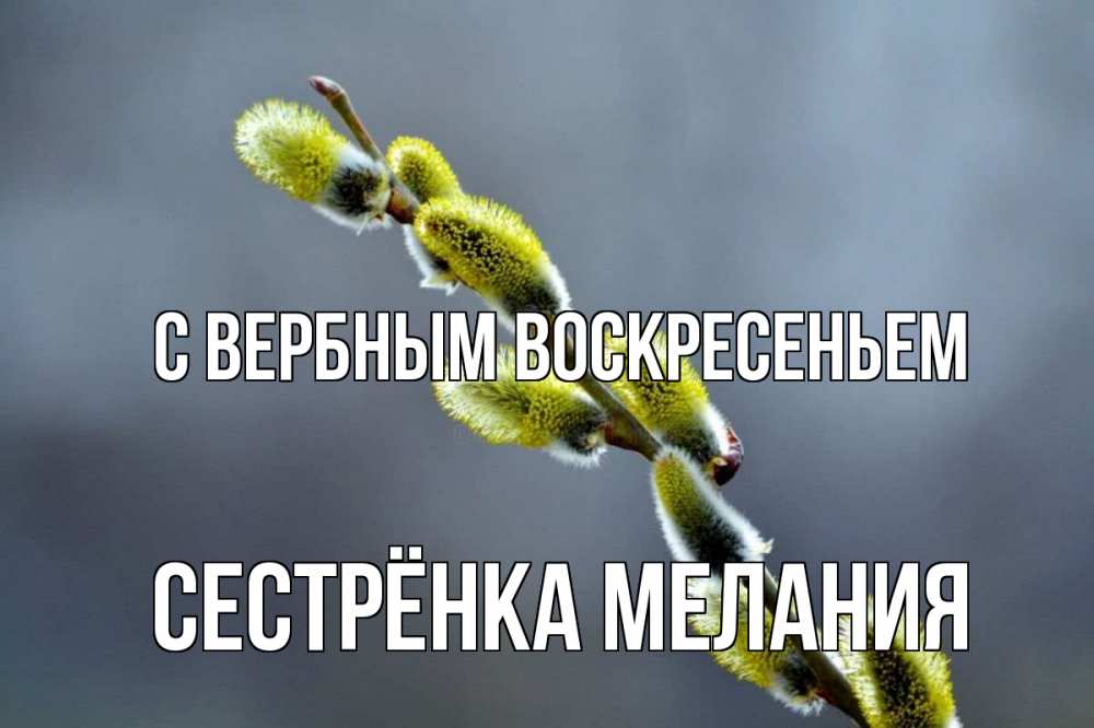 Открытка на каждый день с именем, Сестрёнка-Мелания С вербным воскресеньем верба Прикольная открытка с пожеланием онлайн скачать бесплатно 