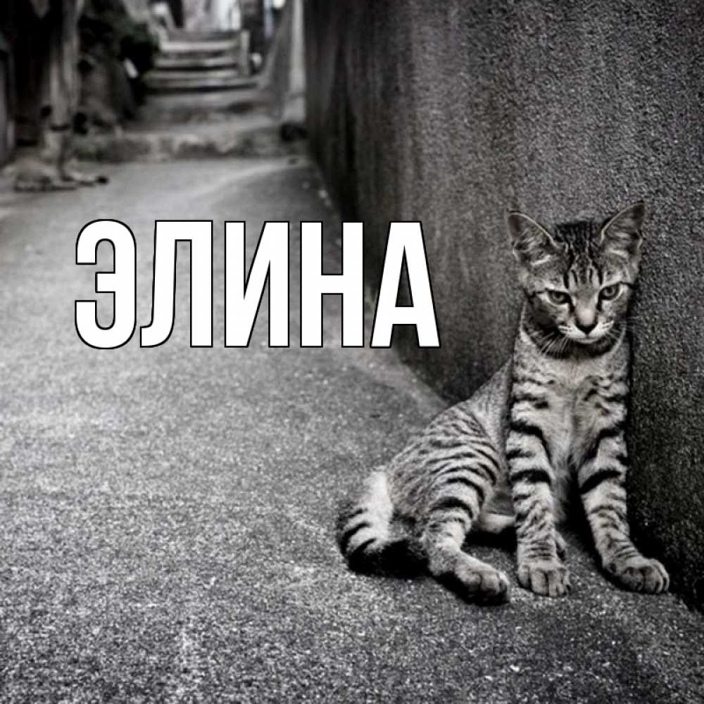 Открытка на каждый день с именем, Элина Главная скучающий котик Прикольная открытка с пожеланием онлайн скачать бесплатно 