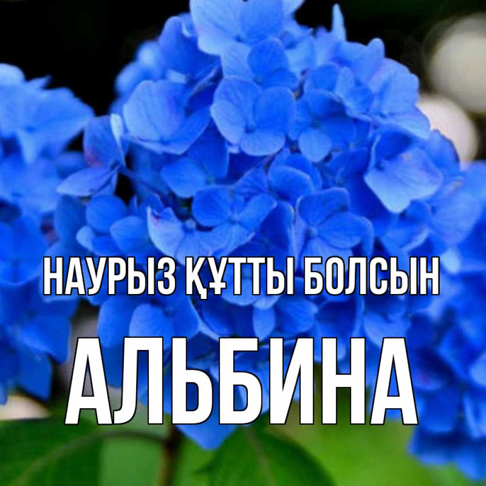 Открытка на каждый день с именем, Альбина Наурыз құтты болсын синие цветы Прикольная открытка с пожеланием онлайн скачать бесплатно 