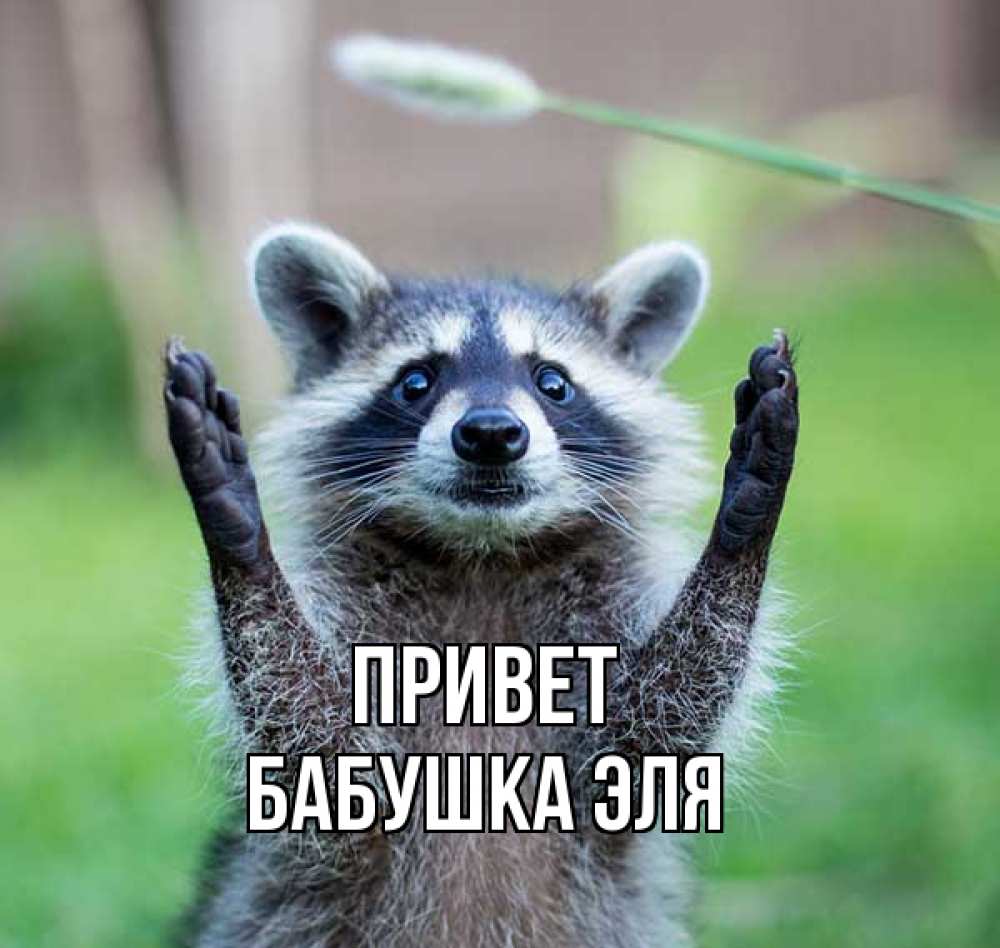 Открытка на каждый день с именем, Бабушка-Эля Привет животные Прикольная открытка с пожеланием онлайн скачать бесплатно 
