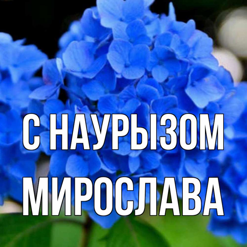 Открытка на каждый день с именем, Мирослава С наурызом синие цветы Прикольная открытка с пожеланием онлайн скачать бесплатно 