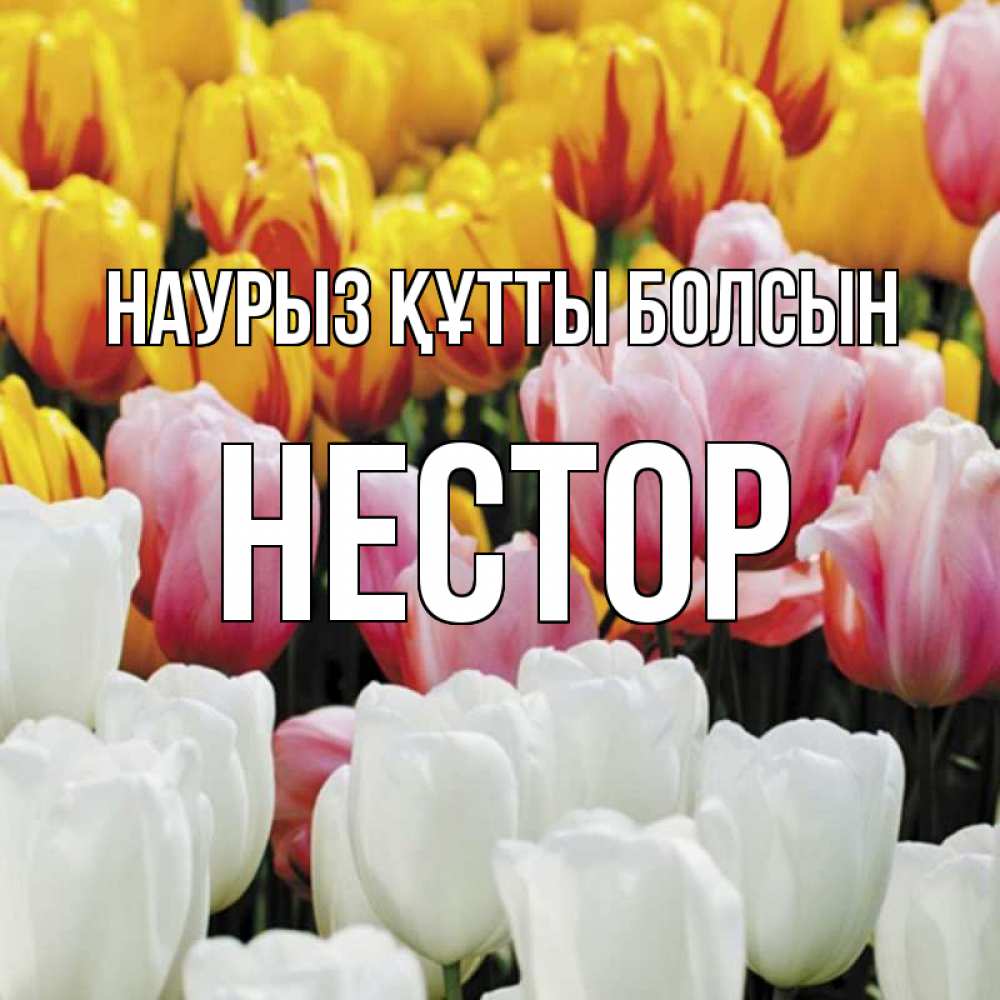 Открытка на каждый день с именем, Нестор Наурыз құтты болсын разноцветные цветы Прикольная открытка с пожеланием онлайн скачать бесплатно 