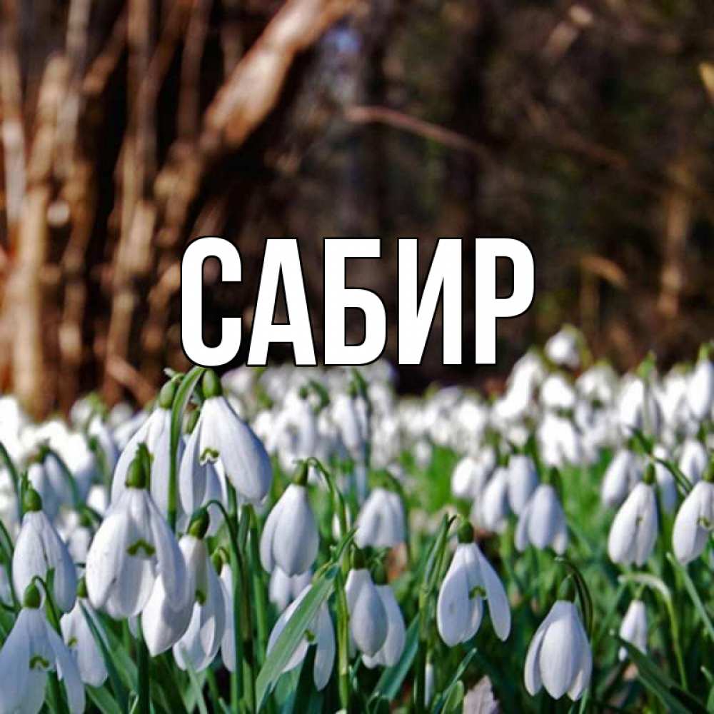 Открытка на каждый день с именем, Сабир Главная с подснежниками 1 Прикольная открытка с пожеланием онлайн скачать бесплатно 