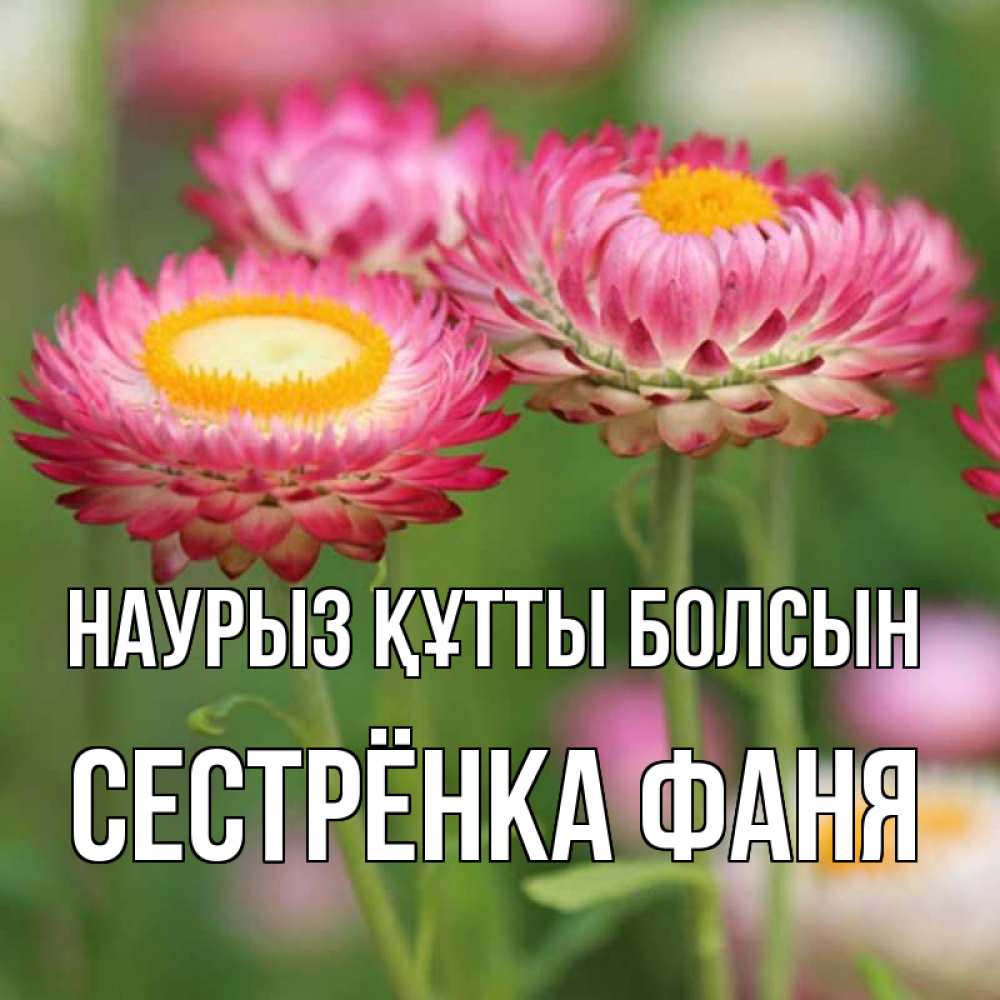 Открытка на каждый день с именем, Сестрёнка-Фаня Наурыз құтты болсын подарок на международный женский день Прикольная открытка с пожеланием онлайн скачать бесплатно 