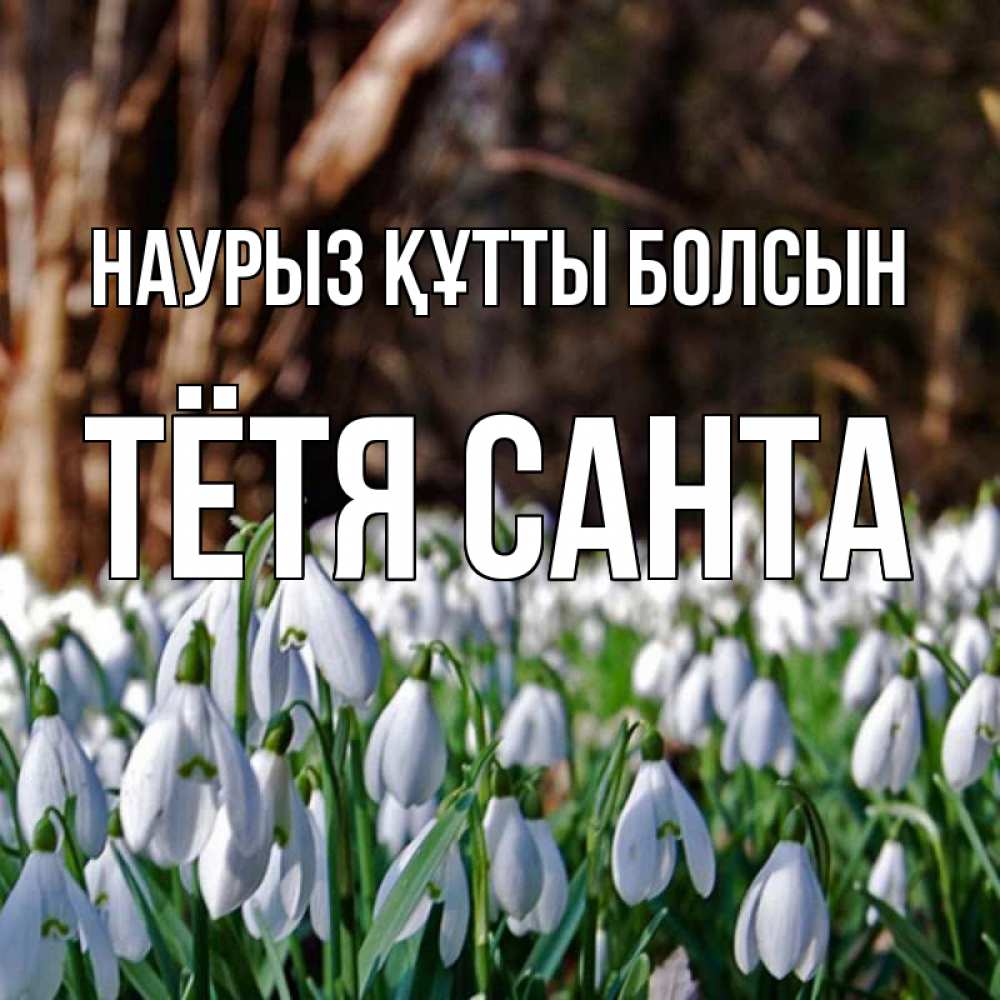 Открытка на каждый день с именем, Тётя-Санта Наурыз құтты болсын с подснежниками 1 Прикольная открытка с пожеланием онлайн скачать бесплатно 