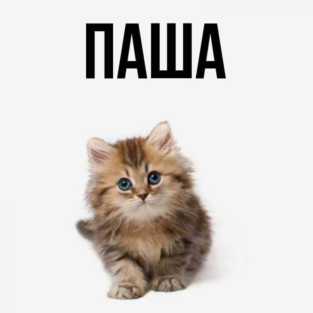 Открытка на каждый день с именем, паша Главная пушистый котик Прикольная открытка с пожеланием онлайн скачать бесплатно 